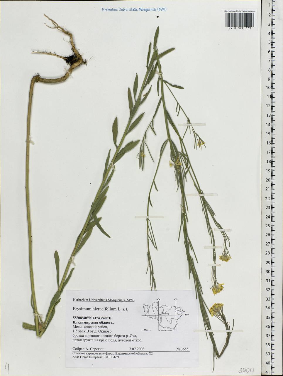 Erysimum odoratum Ehrh., Eastern Europe, Central region (E4) (Russia)