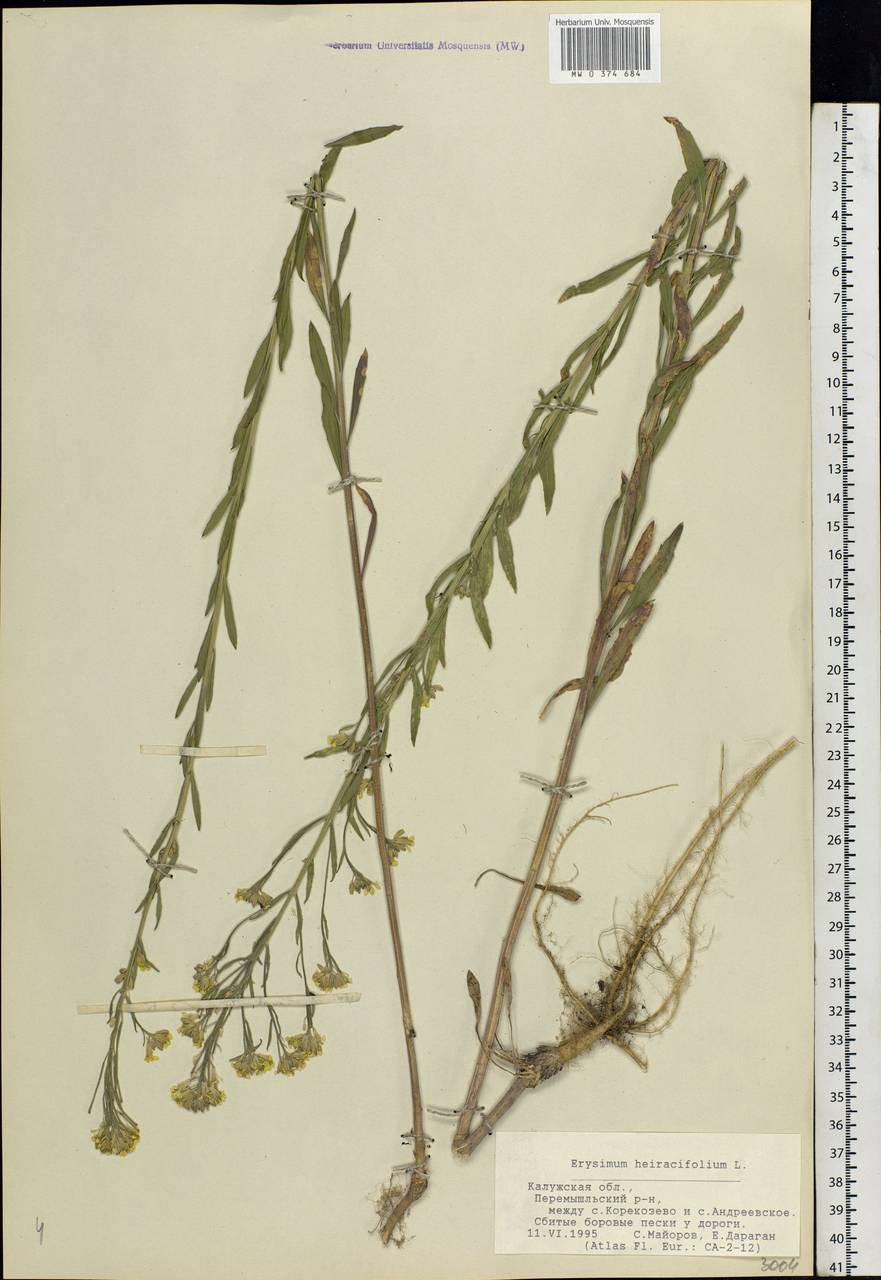 Erysimum odoratum Ehrh., Eastern Europe, Central region (E4) (Russia)