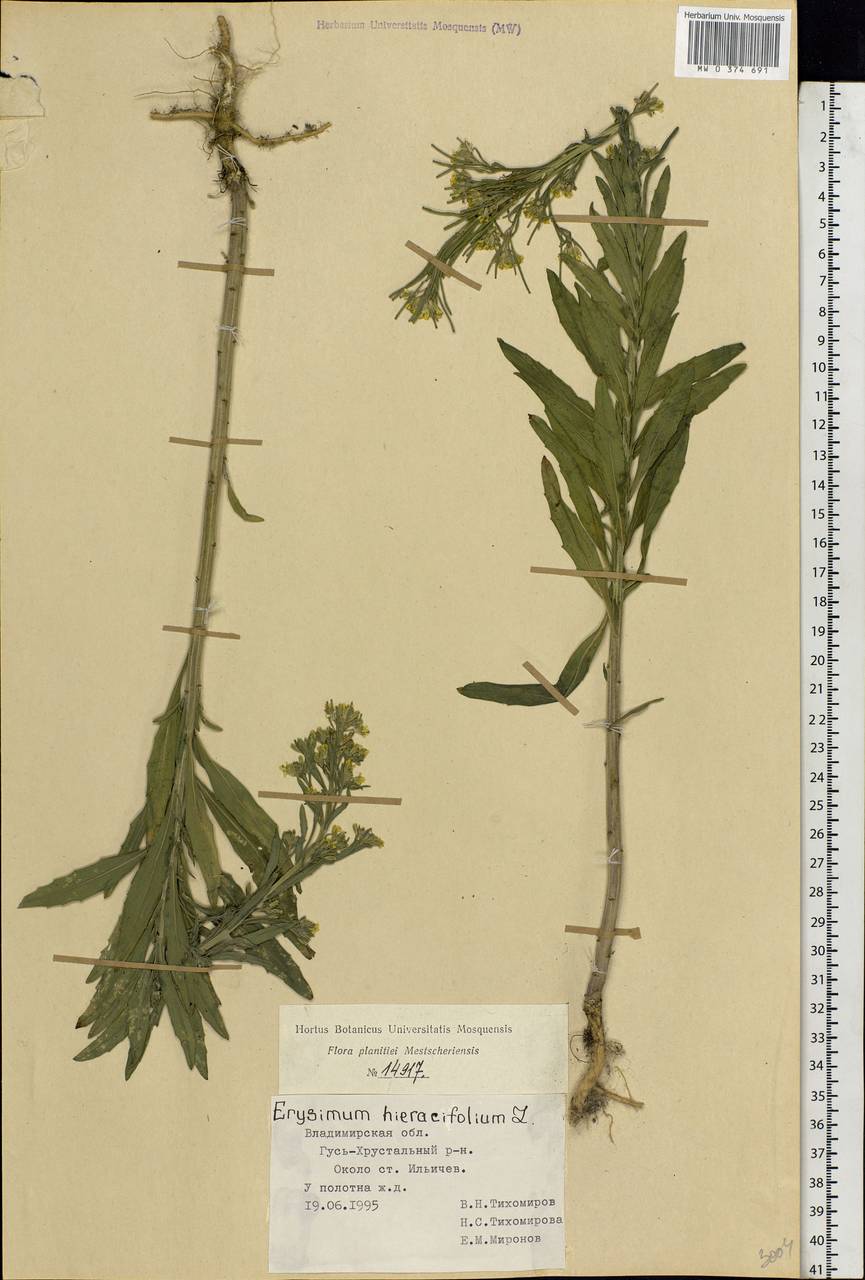 Erysimum odoratum Ehrh., Eastern Europe, Central region (E4) (Russia)