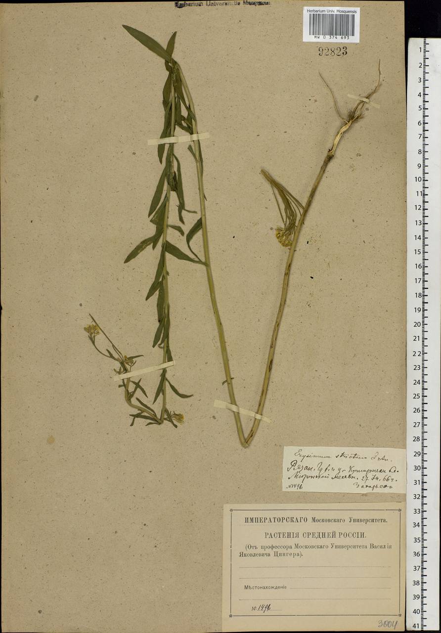 Erysimum odoratum Ehrh., Eastern Europe, Central region (E4) (Russia)
