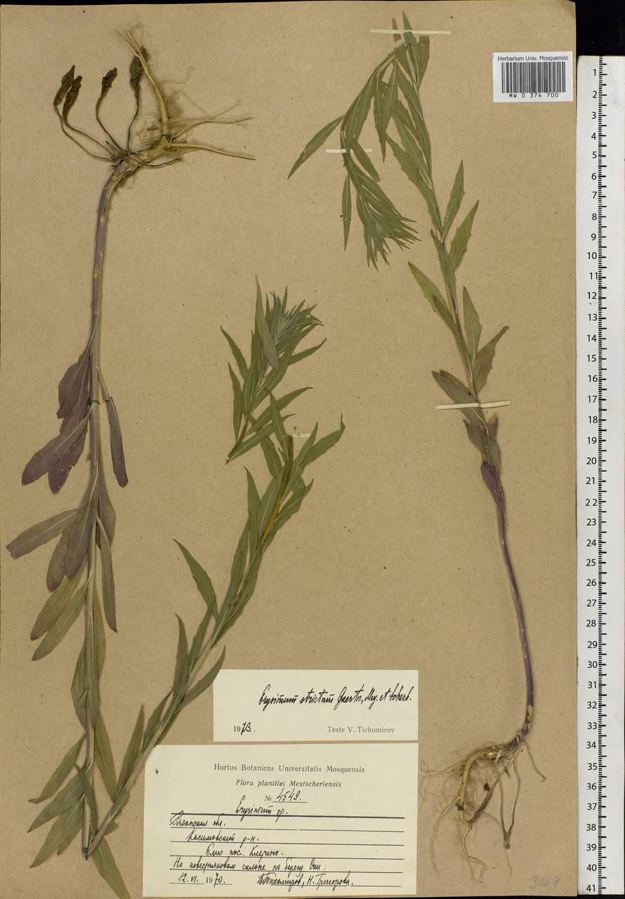 Erysimum odoratum Ehrh., Eastern Europe, Central region (E4) (Russia)