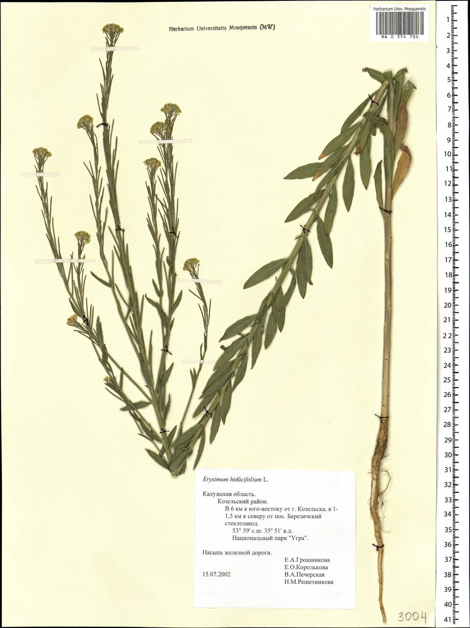Erysimum odoratum Ehrh., Eastern Europe, Central region (E4) (Russia)