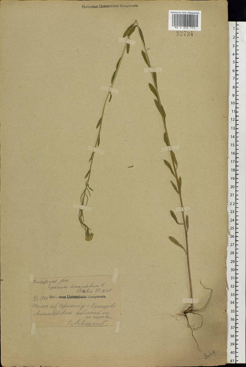 Erysimum hieraciifolium L., Eastern Europe, Central region (E4) (Russia)