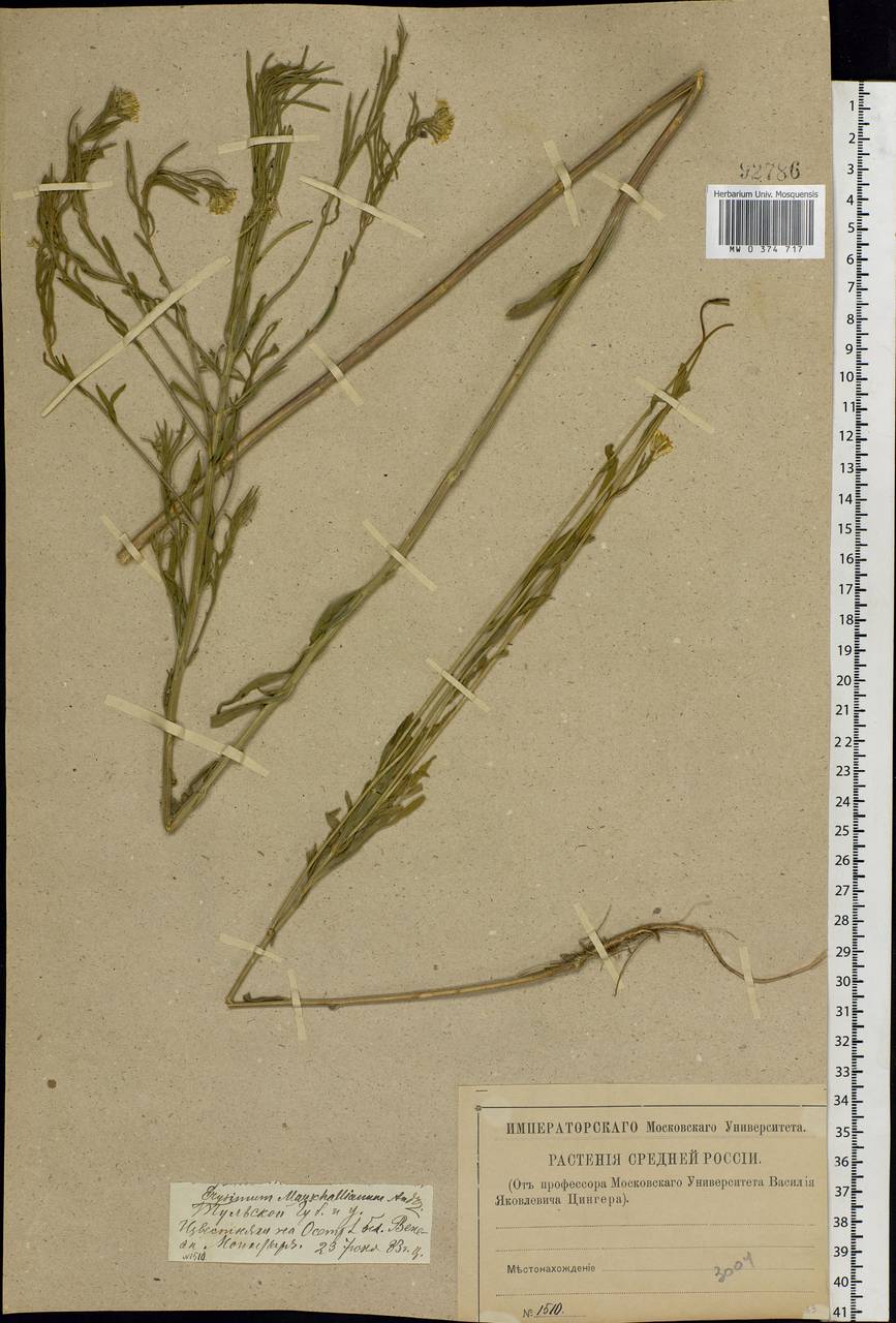 Erysimum odoratum Ehrh., Eastern Europe, Central region (E4) (Russia)