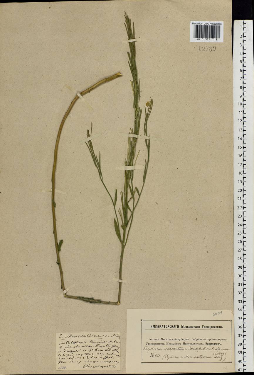Erysimum odoratum Ehrh., Eastern Europe, Moscow region (E4a) (Russia)