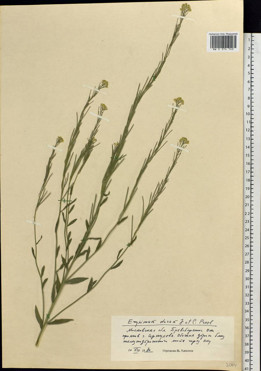 Erysimum odoratum Ehrh., Eastern Europe, Moscow region (E4a) (Russia)