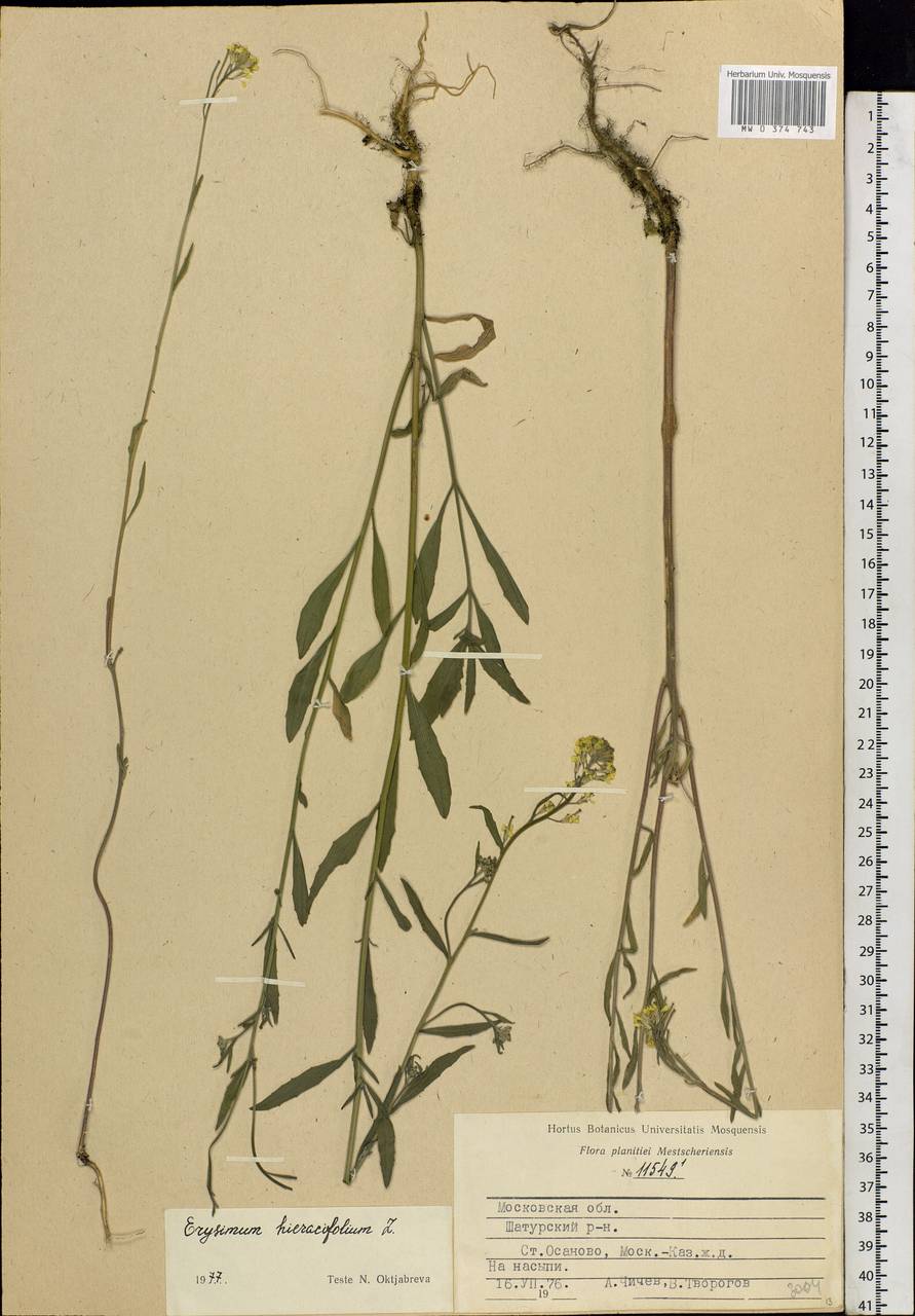 Erysimum odoratum Ehrh., Eastern Europe, Moscow region (E4a) (Russia)