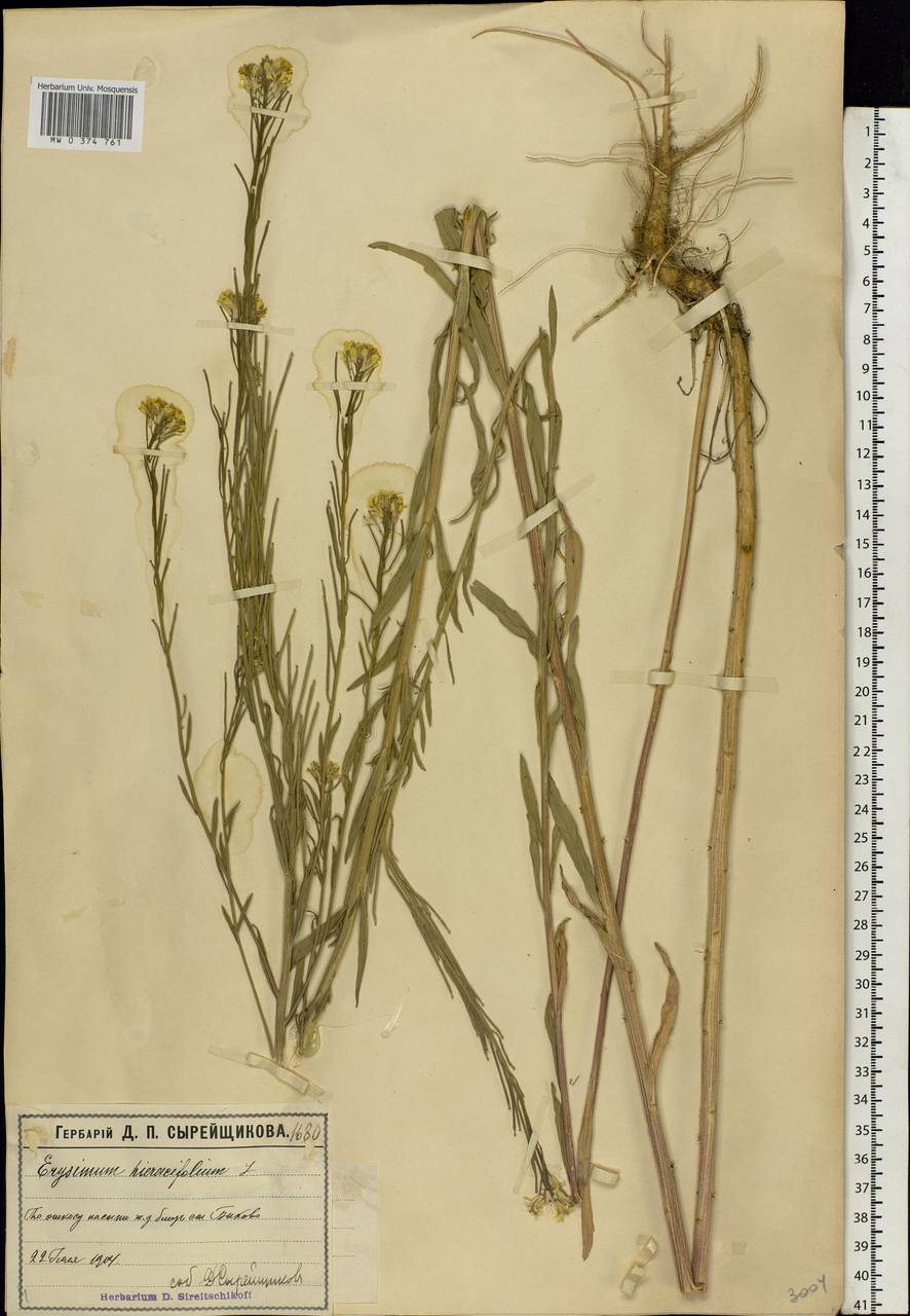 Erysimum odoratum Ehrh., Eastern Europe, Moscow region (E4a) (Russia)