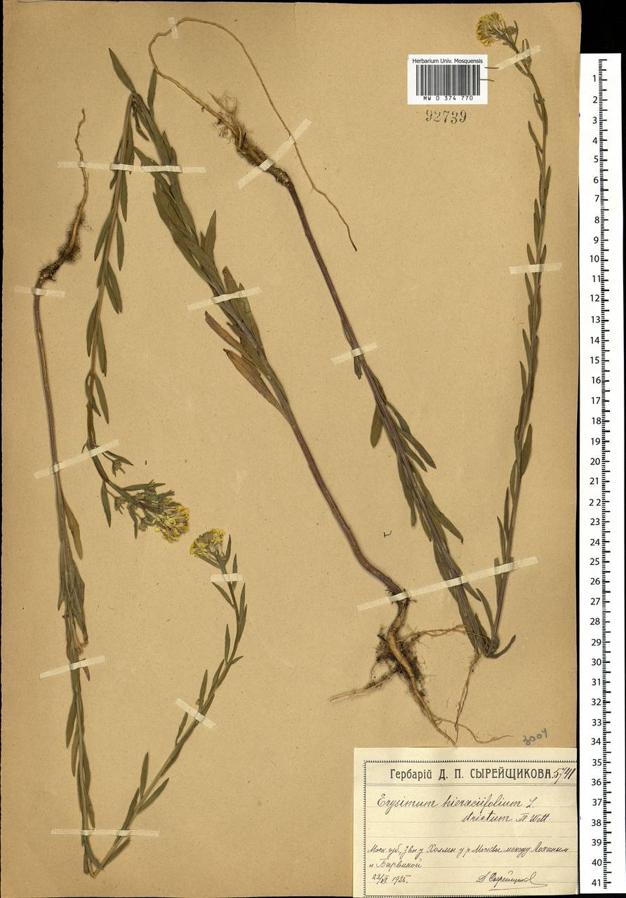 Erysimum odoratum Ehrh., Eastern Europe, Moscow region (E4a) (Russia)