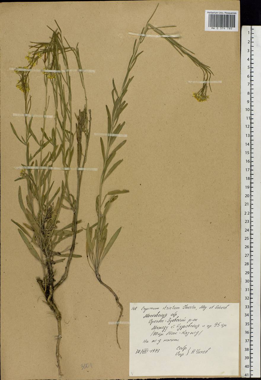 Erysimum odoratum Ehrh., Eastern Europe, Moscow region (E4a) (Russia)