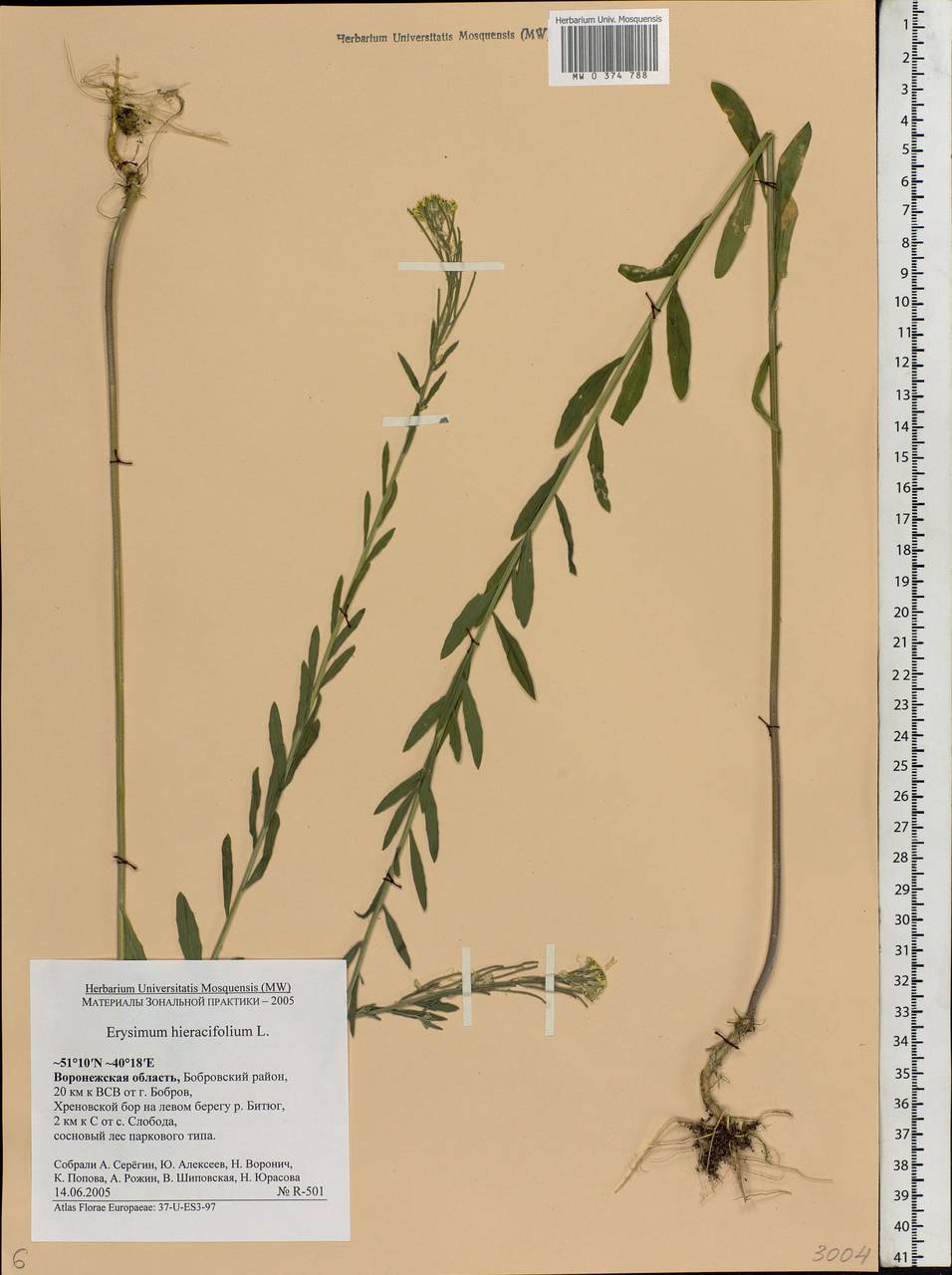 Erysimum odoratum Ehrh., Eastern Europe, Central forest-and-steppe region (E6) (Russia)