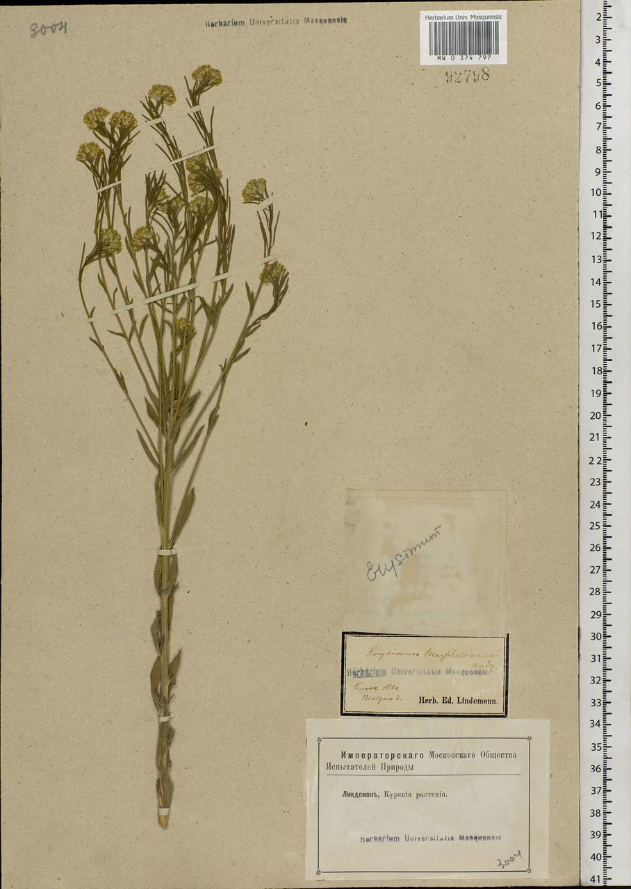 Erysimum odoratum Ehrh., Eastern Europe, Central forest-and-steppe region (E6) (Russia)
