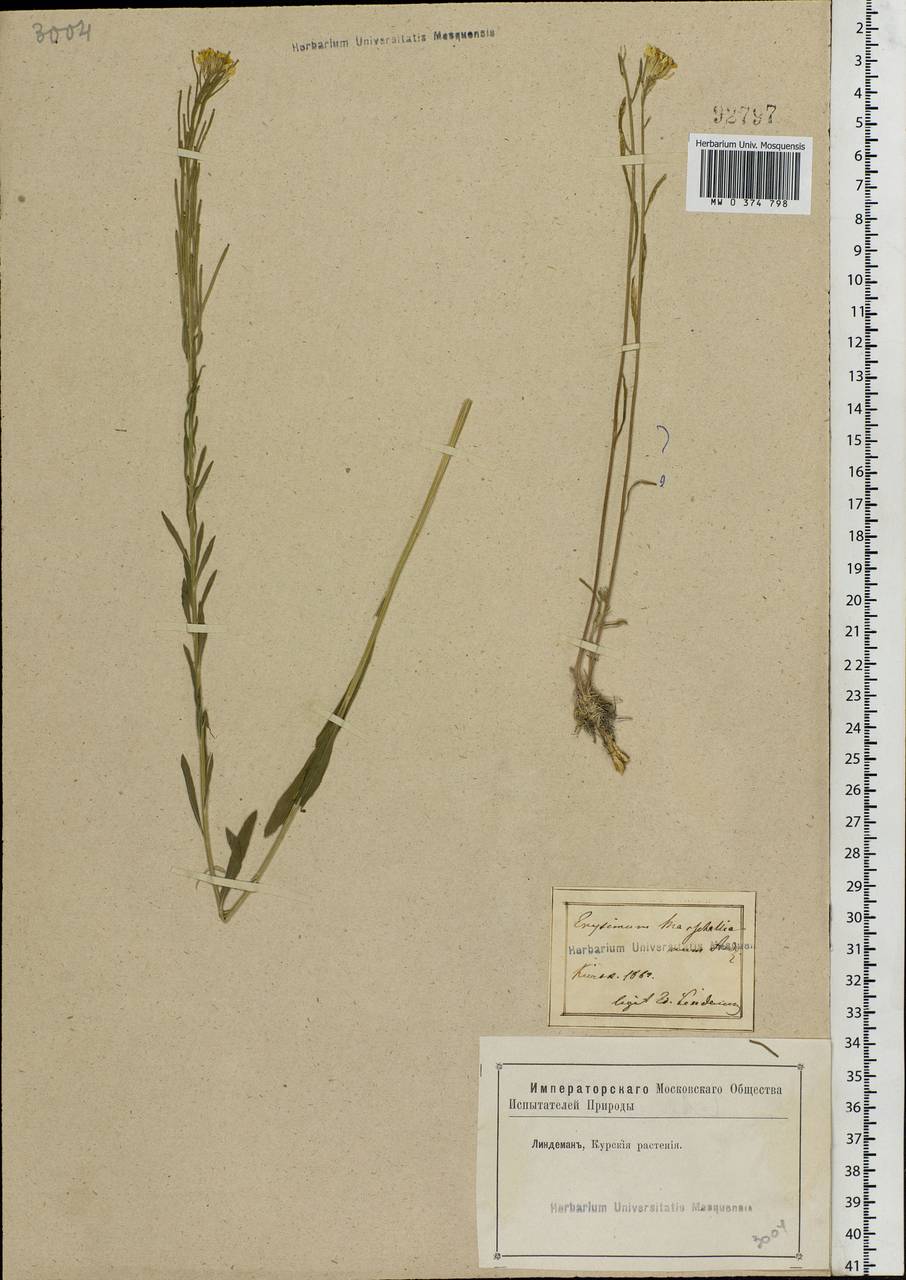 Erysimum odoratum Ehrh., Eastern Europe, Central forest-and-steppe region (E6) (Russia)