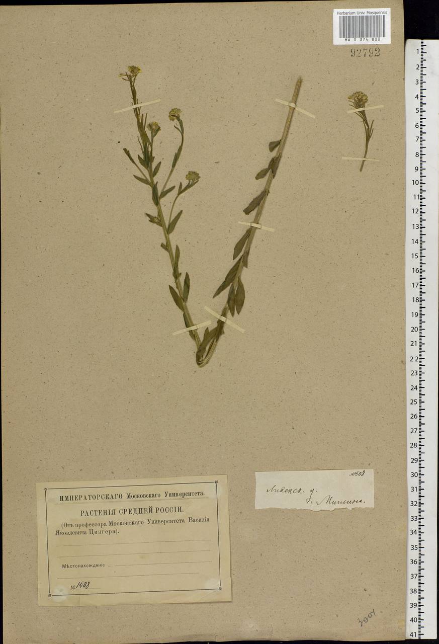 Erysimum odoratum Ehrh., Eastern Europe, Central forest-and-steppe region (E6) (Russia)