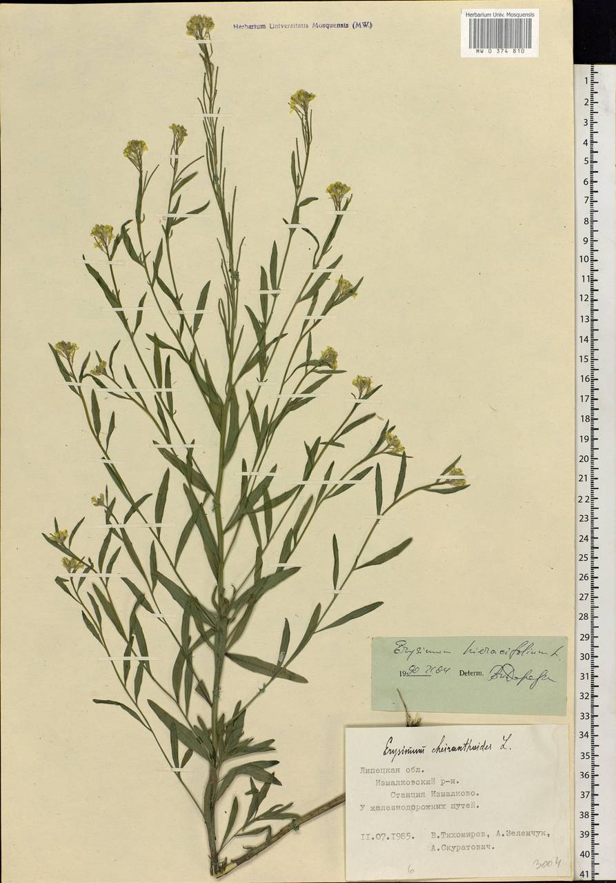 Erysimum odoratum Ehrh., Eastern Europe, Central forest-and-steppe region (E6) (Russia)