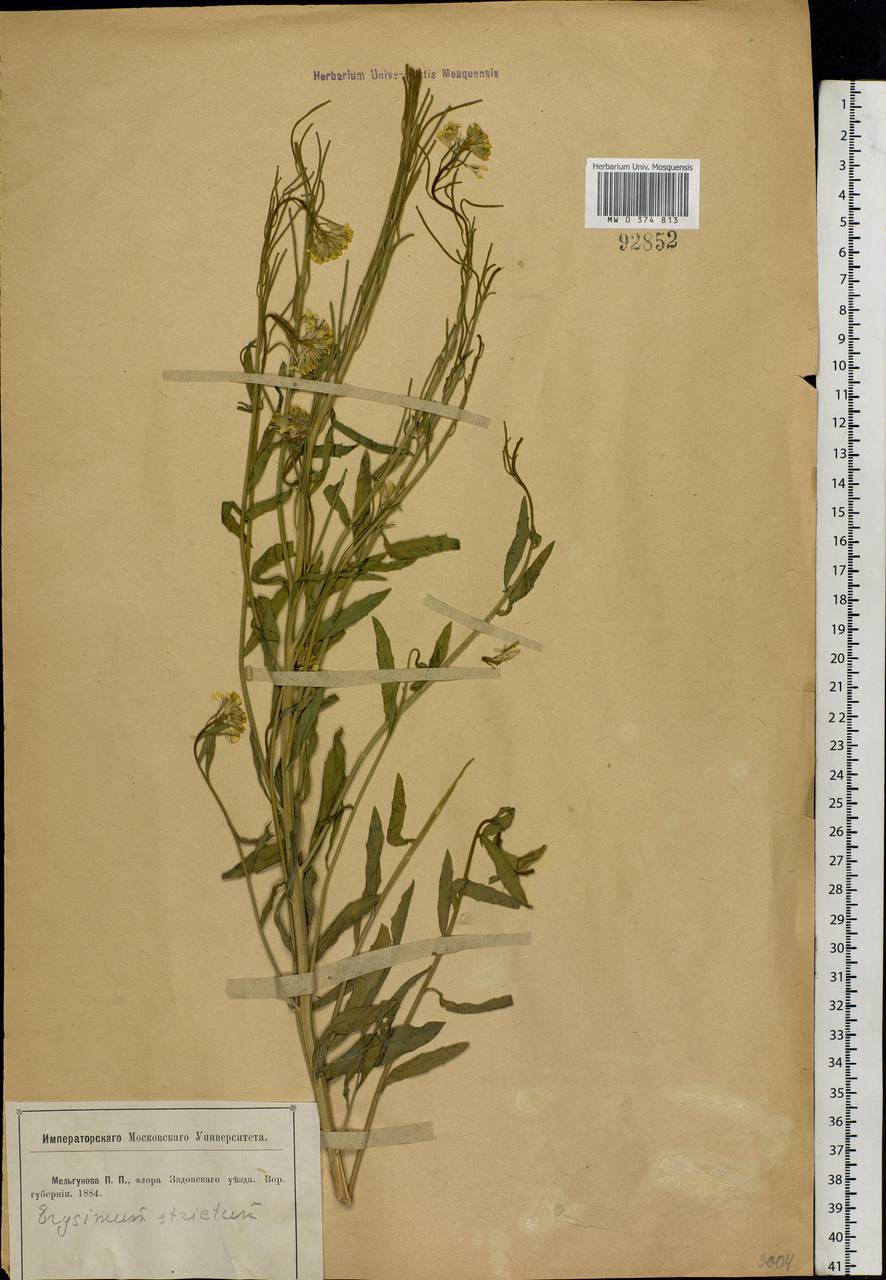 Erysimum odoratum Ehrh., Eastern Europe, Central forest-and-steppe region (E6) (Russia)