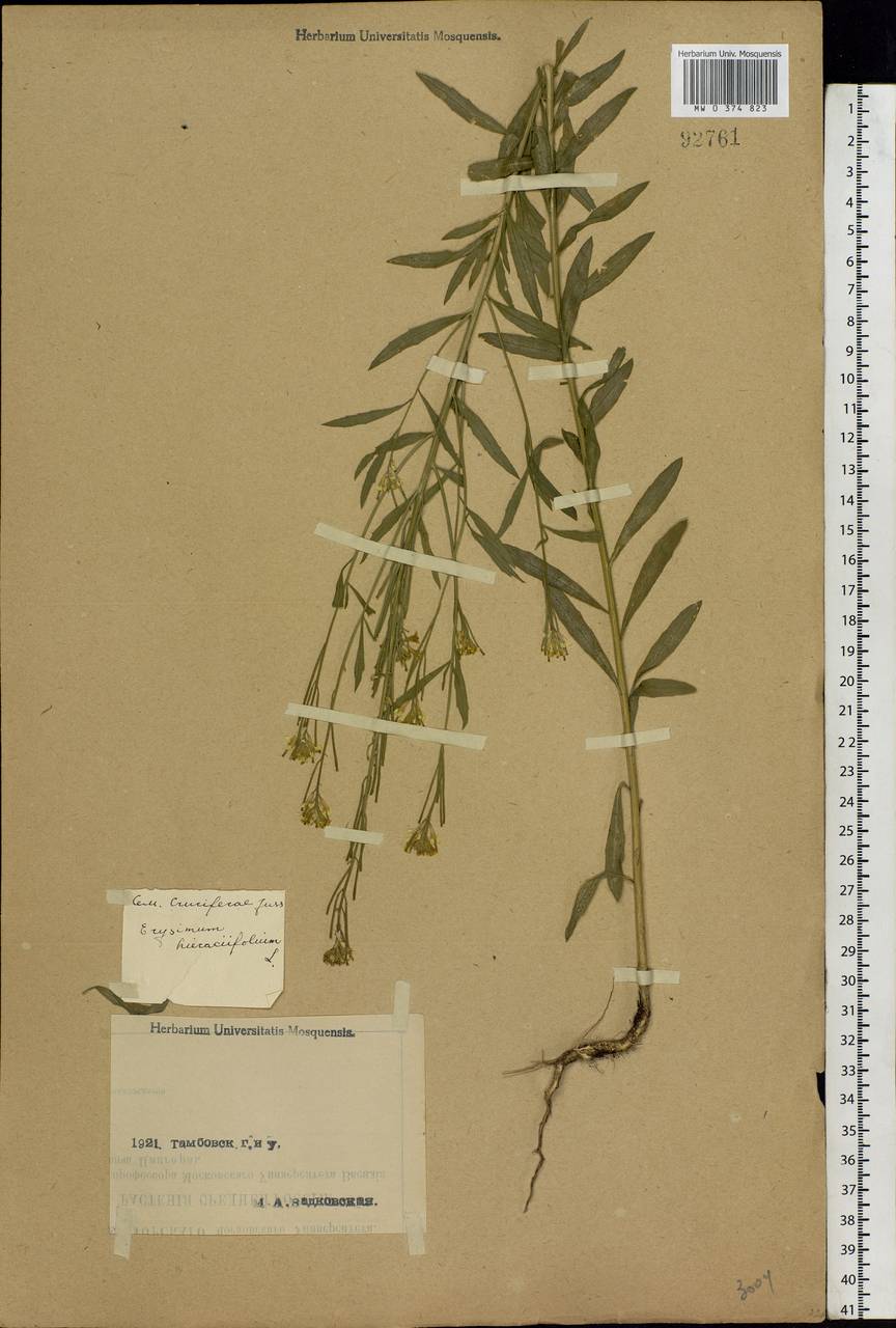 Erysimum odoratum Ehrh., Eastern Europe, Central forest-and-steppe region (E6) (Russia)