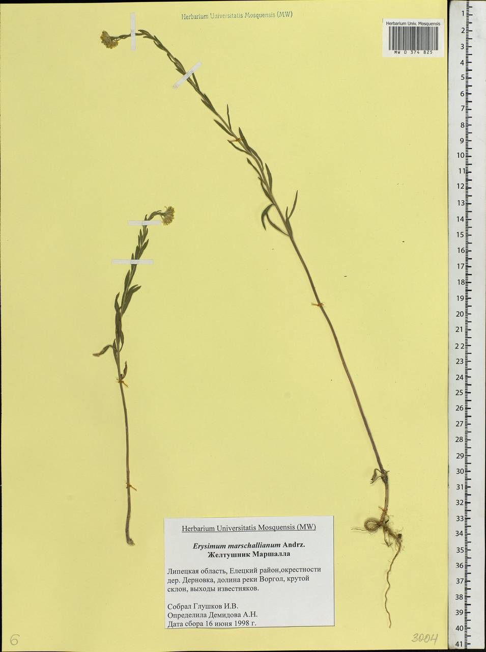 Erysimum odoratum Ehrh., Eastern Europe, Central forest-and-steppe region (E6) (Russia)