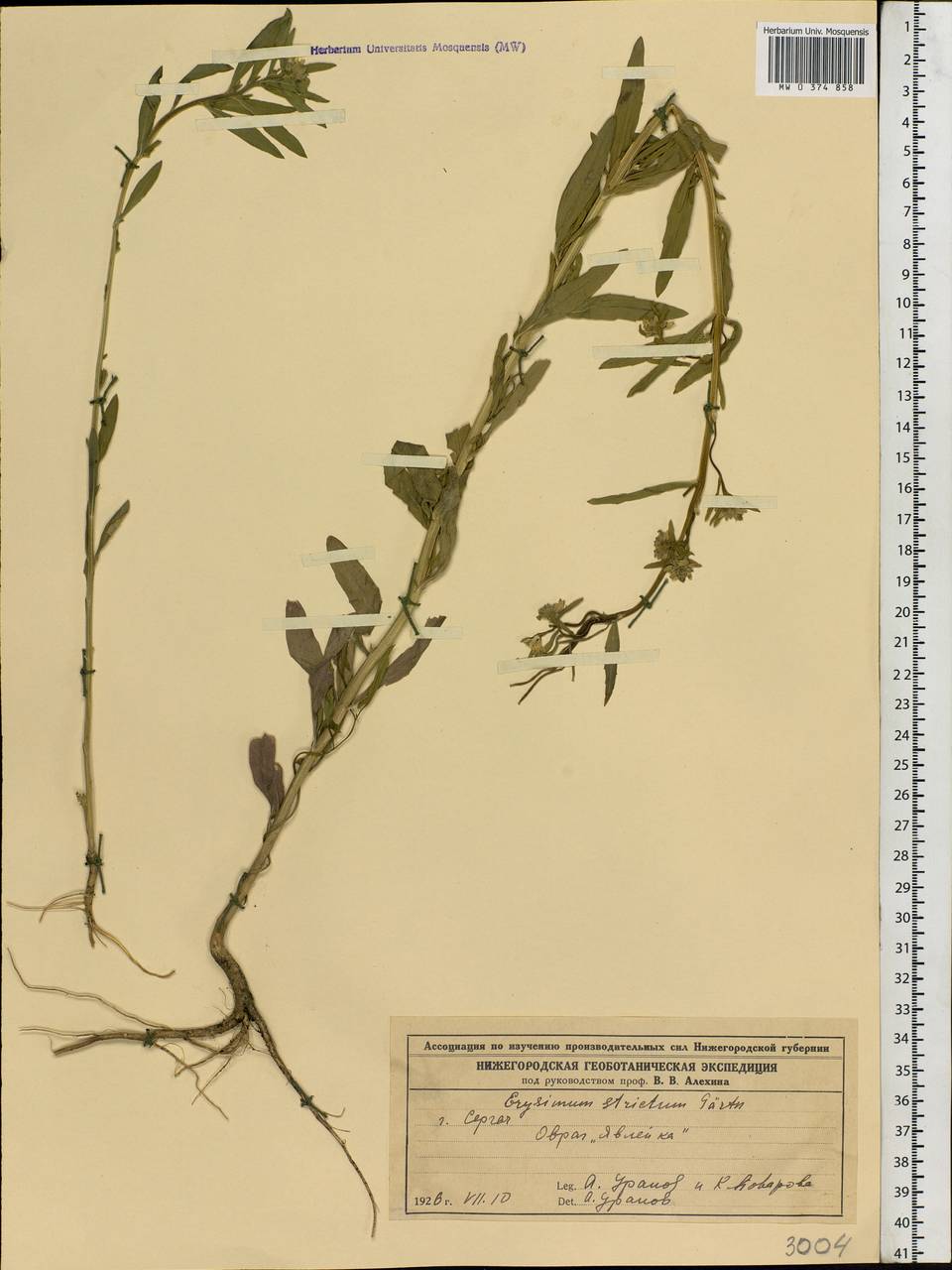 Erysimum odoratum Ehrh., Eastern Europe, Volga-Kama region (E7) (Russia)