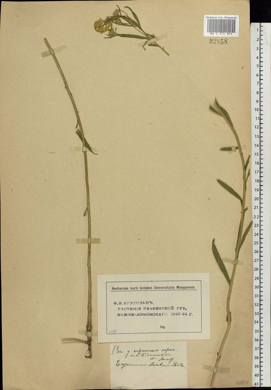 Erysimum odoratum Ehrh., Eastern Europe, Middle Volga region (E8) (Russia)