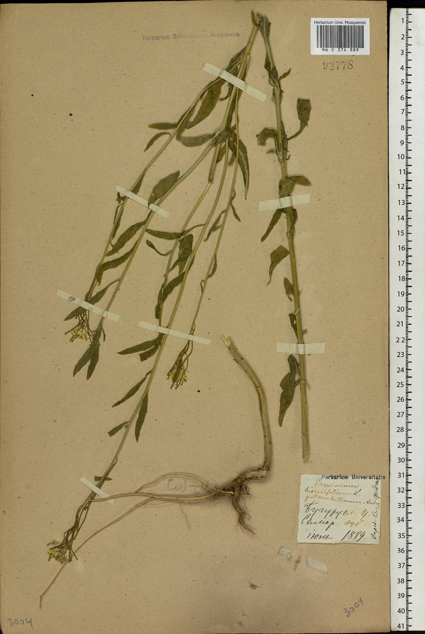 Erysimum odoratum Ehrh., Eastern Europe, Eastern region (E10) (Russia)