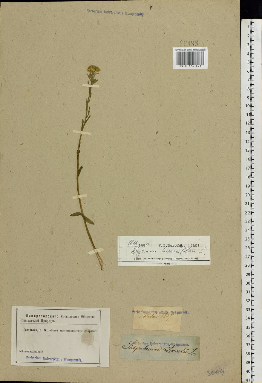 Erysimum odoratum Ehrh., Eastern Europe, Lower Volga region (E9) (Russia)