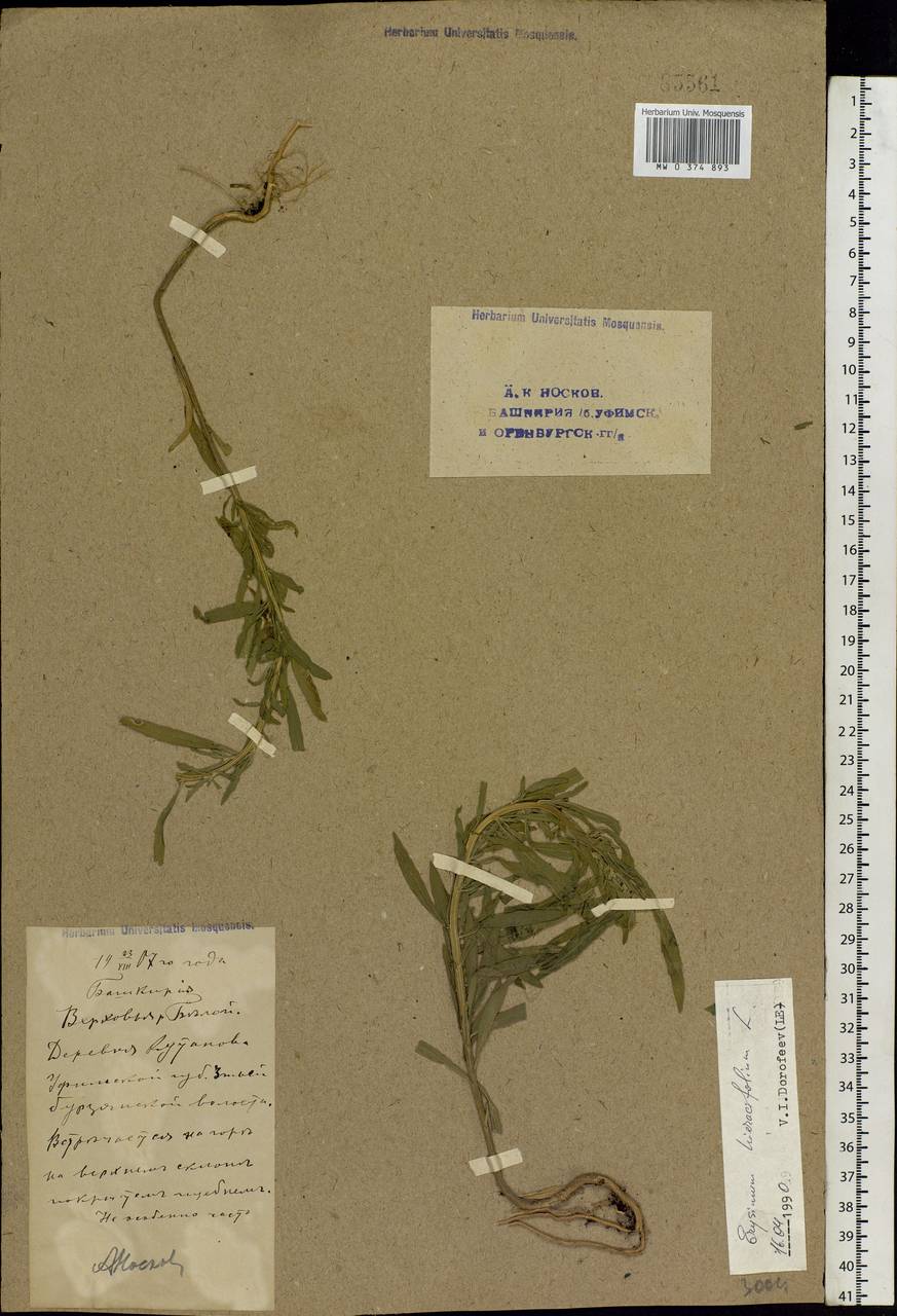 Erysimum hieraciifolium L., Eastern Europe, Eastern region (E10) (Russia)