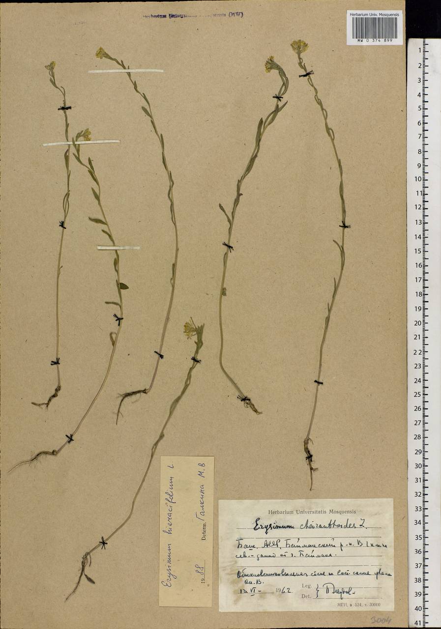 Erysimum odoratum Ehrh., Eastern Europe, Eastern region (E10) (Russia)