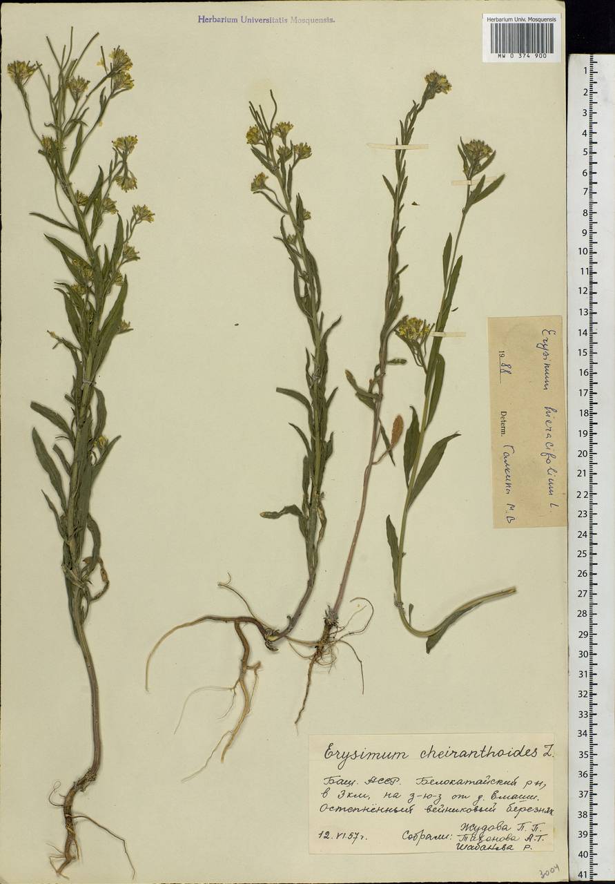 Erysimum odoratum Ehrh., Eastern Europe, Eastern region (E10) (Russia)