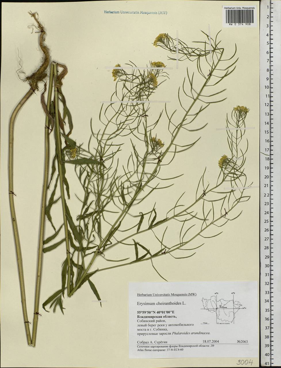 Erysimum cheiranthoides L., Eastern Europe, Central region (E4) (Russia)