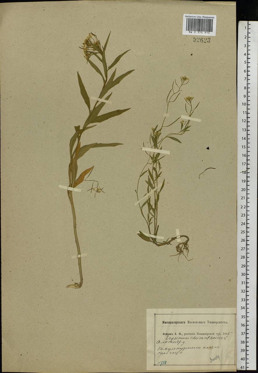 Erysimum cheiranthoides L., Eastern Europe, Central region (E4) (Russia)