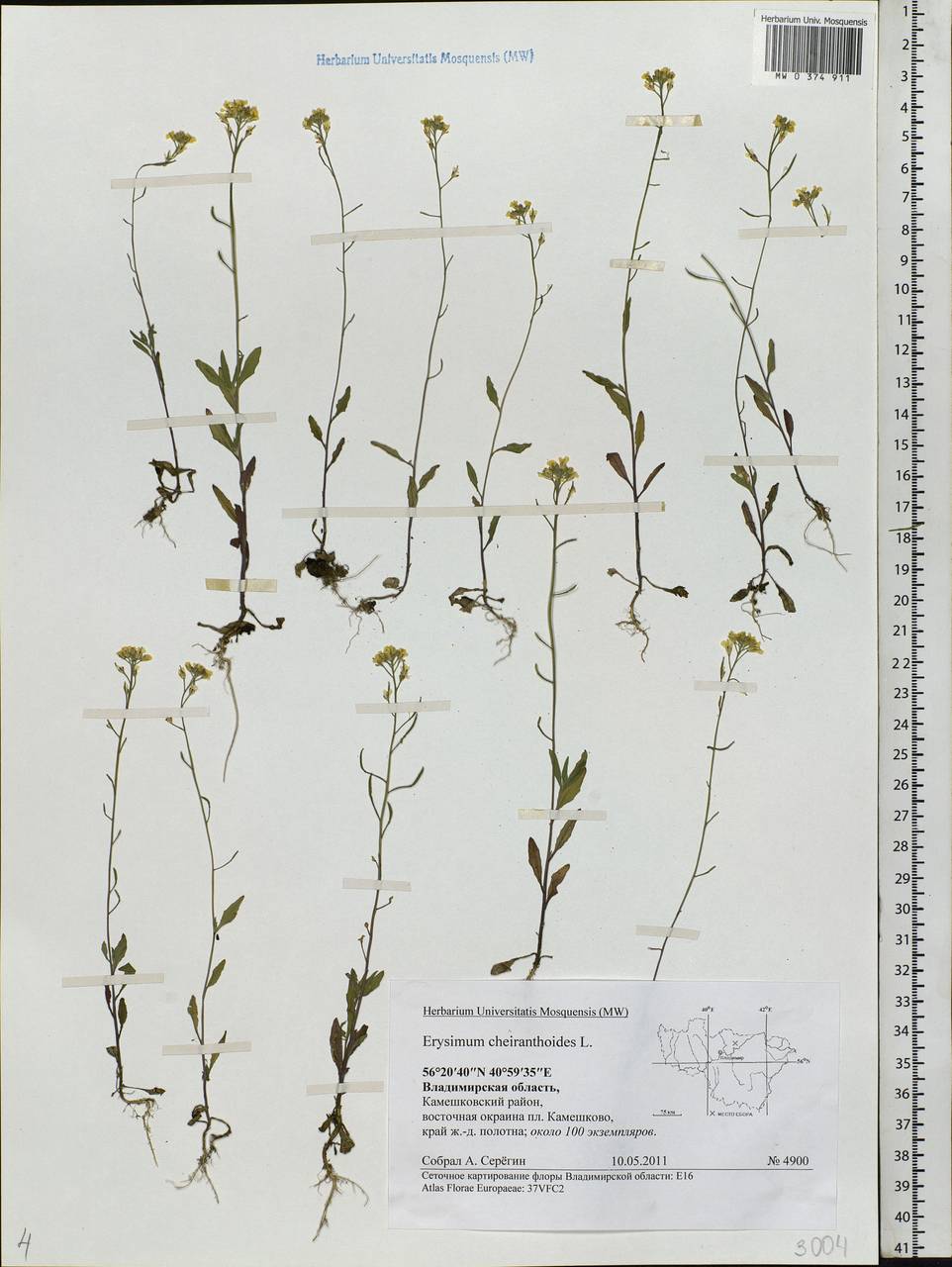 Erysimum cheiranthoides L., Eastern Europe, Central region (E4) (Russia)