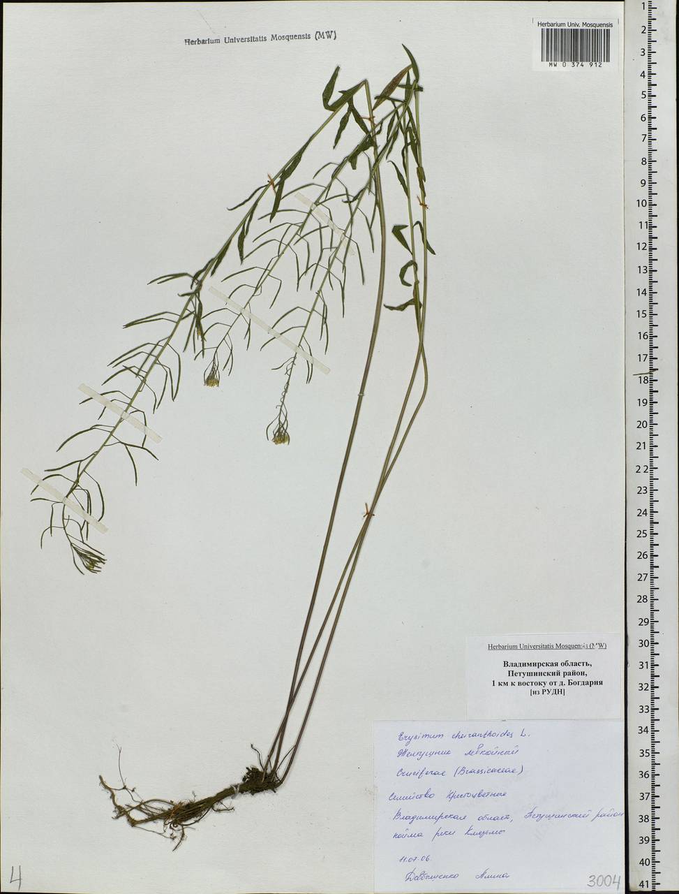 Erysimum cheiranthoides L., Eastern Europe, Central region (E4) (Russia)
