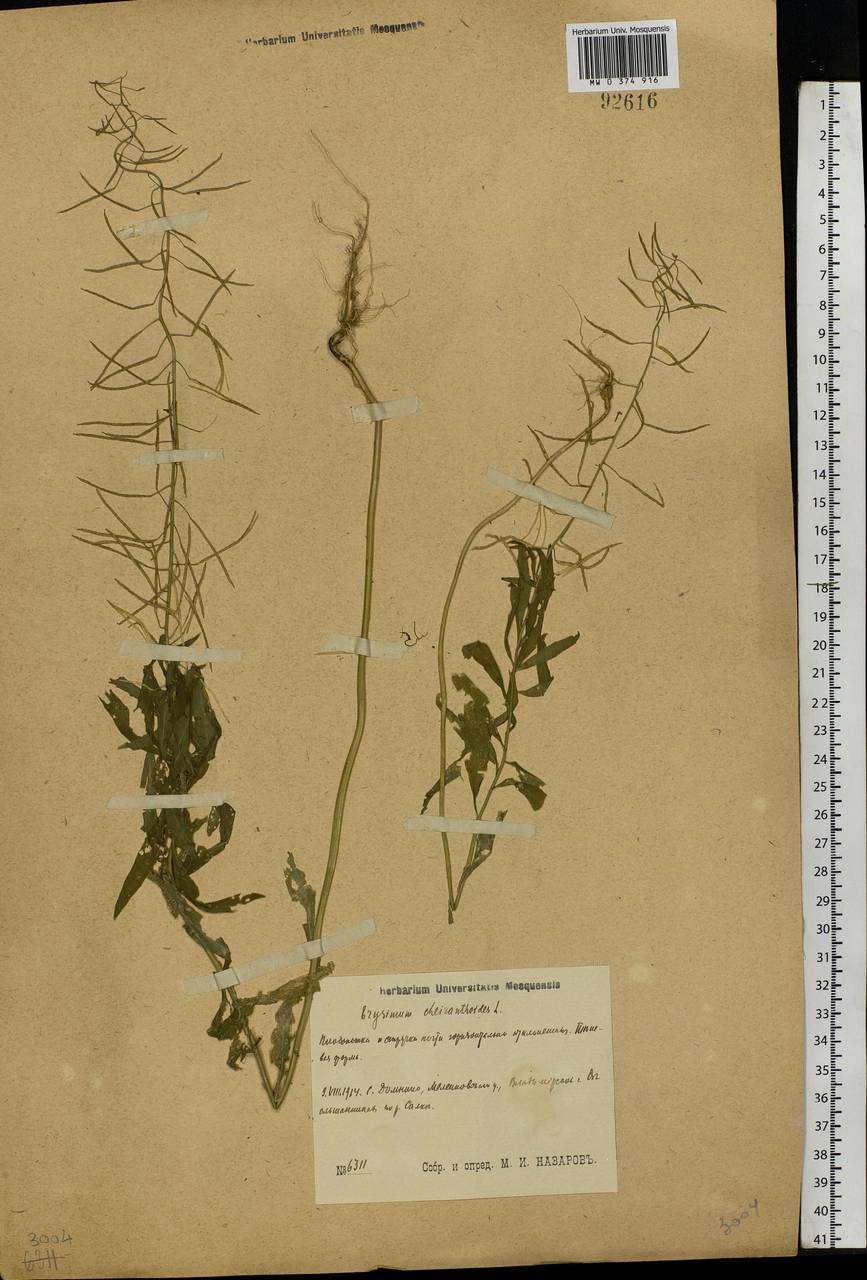 Erysimum cheiranthoides L., Eastern Europe, Central region (E4) (Russia)