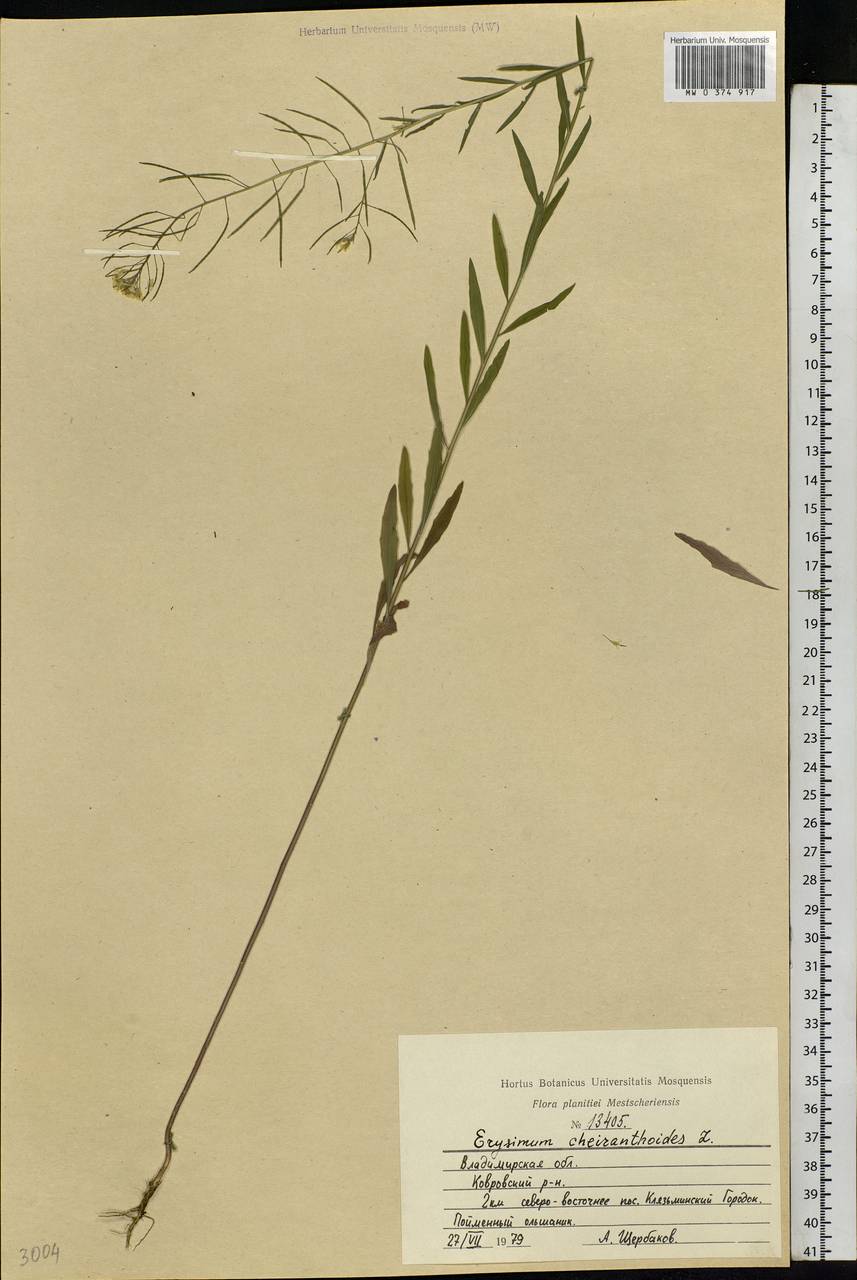 Erysimum cheiranthoides L., Eastern Europe, Central region (E4) (Russia)