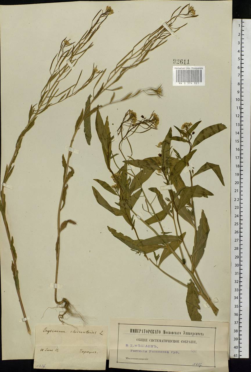 Erysimum cheiranthoides L., Eastern Europe, Central region (E4) (Russia)