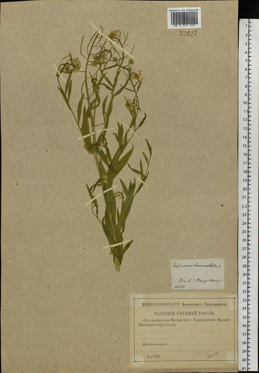 Erysimum cheiranthoides L., Eastern Europe, Central region (E4) (Russia)