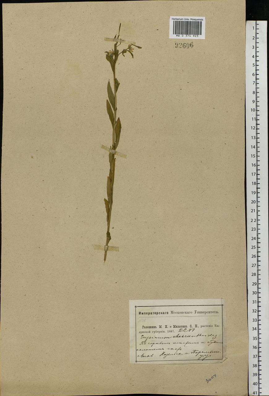 Erysimum cheiranthoides L., Eastern Europe, Central region (E4) (Russia)