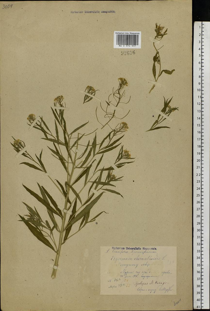 Erysimum cheiranthoides L., Eastern Europe, Central region (E4) (Russia)