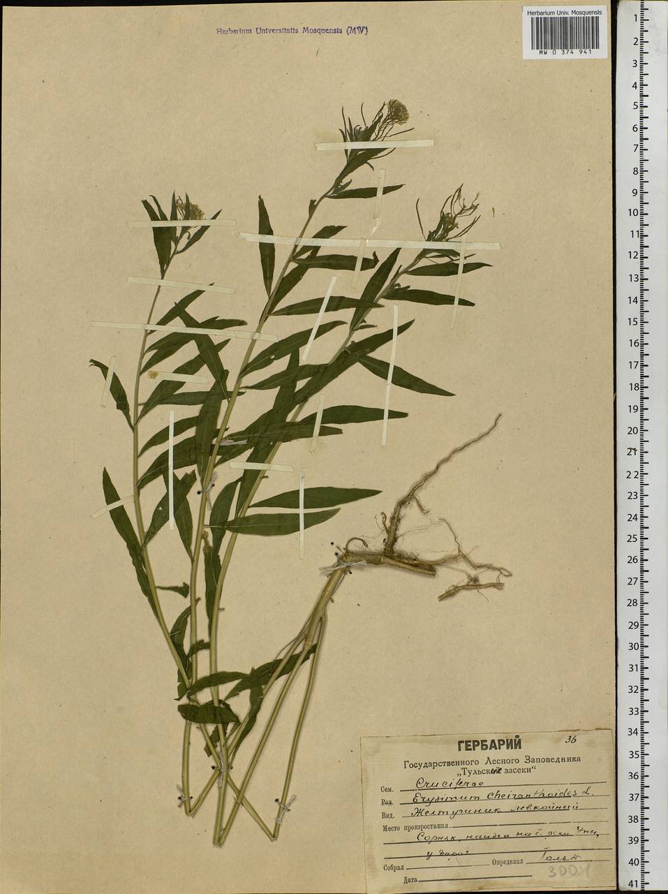 Erysimum cheiranthoides L., Eastern Europe, Central region (E4) (Russia)