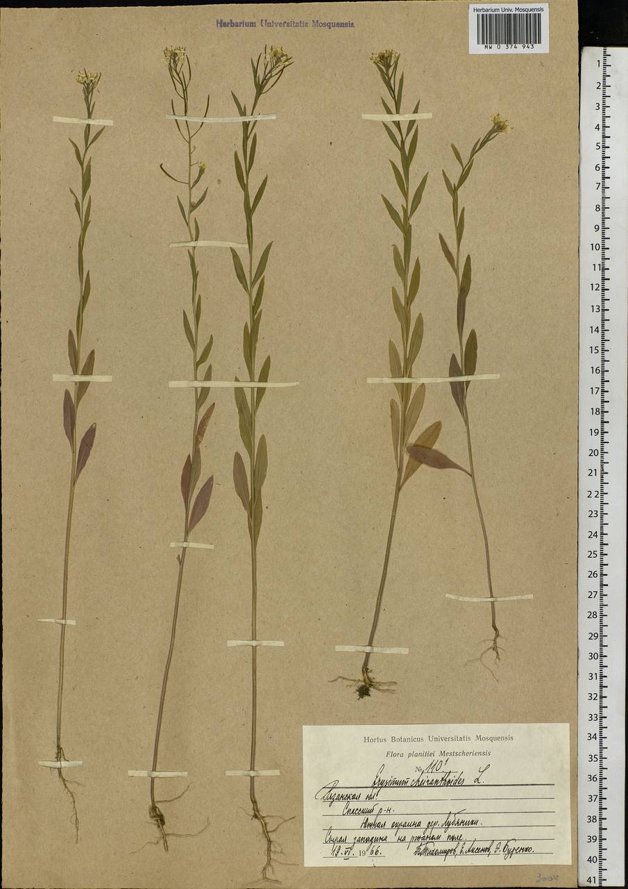 Erysimum cheiranthoides L., Eastern Europe, Central region (E4) (Russia)