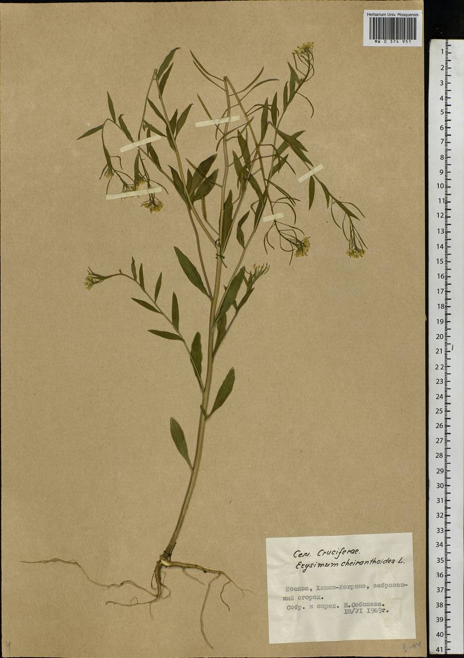 Erysimum cheiranthoides L., Eastern Europe, Moscow region (E4a) (Russia)