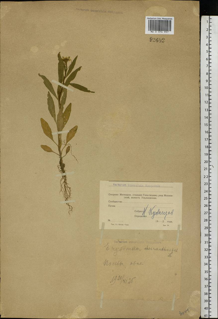 Erysimum cheiranthoides L., Eastern Europe, Moscow region (E4a) (Russia)