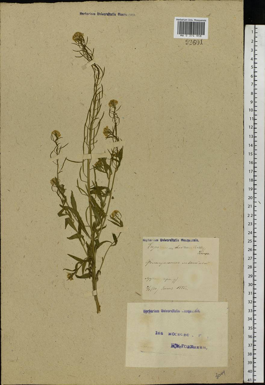 Erysimum cheiranthoides L., Eastern Europe, Moscow region (E4a) (Russia)
