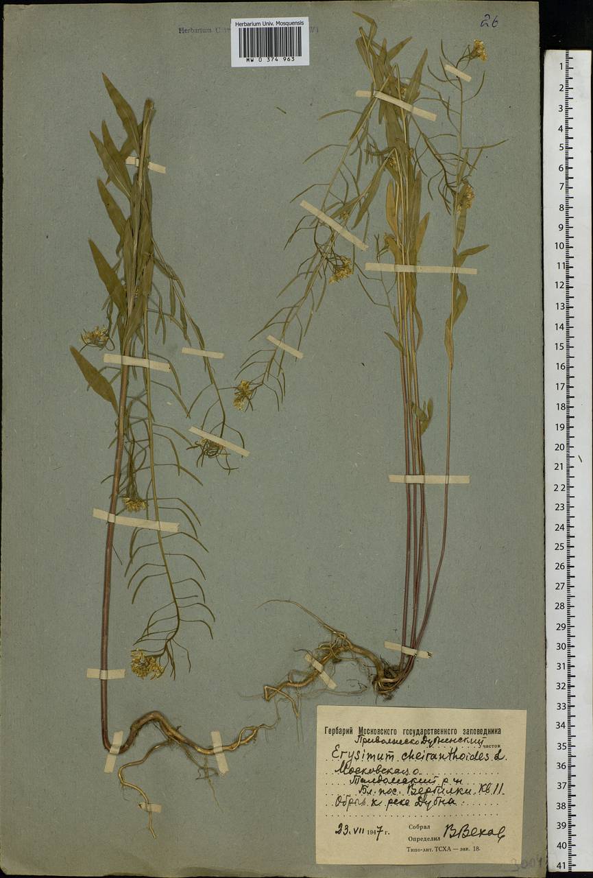 Erysimum cheiranthoides L., Eastern Europe, Moscow region (E4a) (Russia)