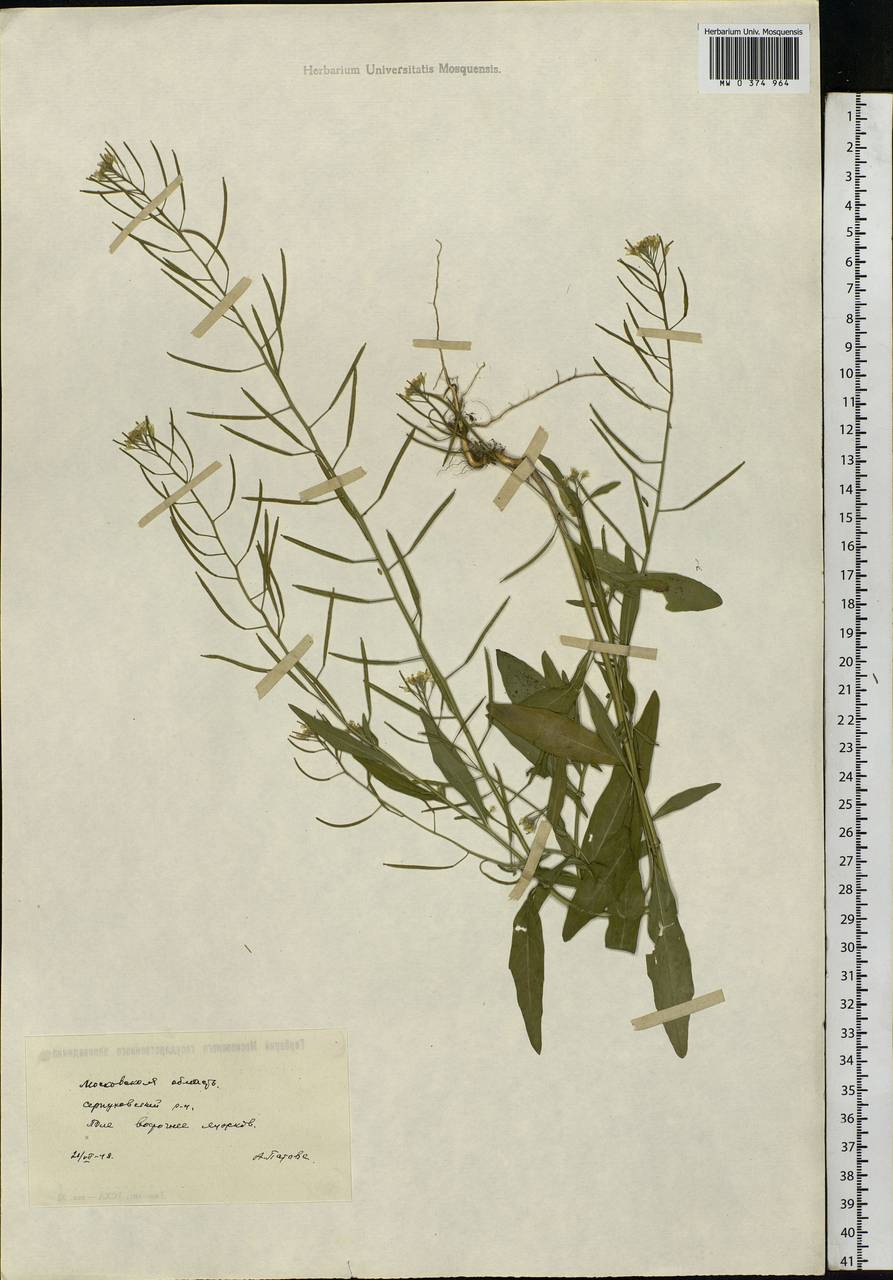 Erysimum cheiranthoides L., Eastern Europe, Moscow region (E4a) (Russia)