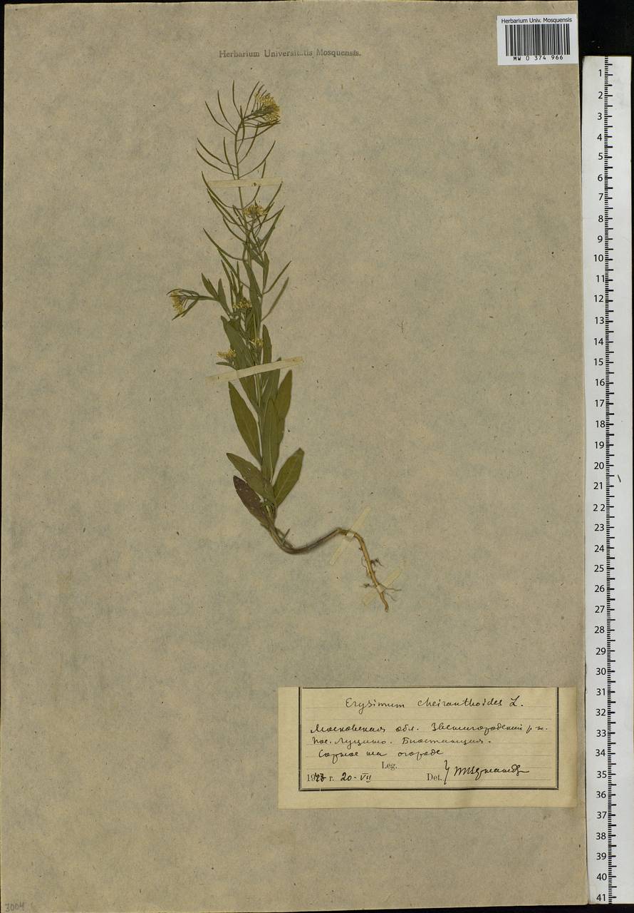 Erysimum cheiranthoides L., Eastern Europe, Moscow region (E4a) (Russia)