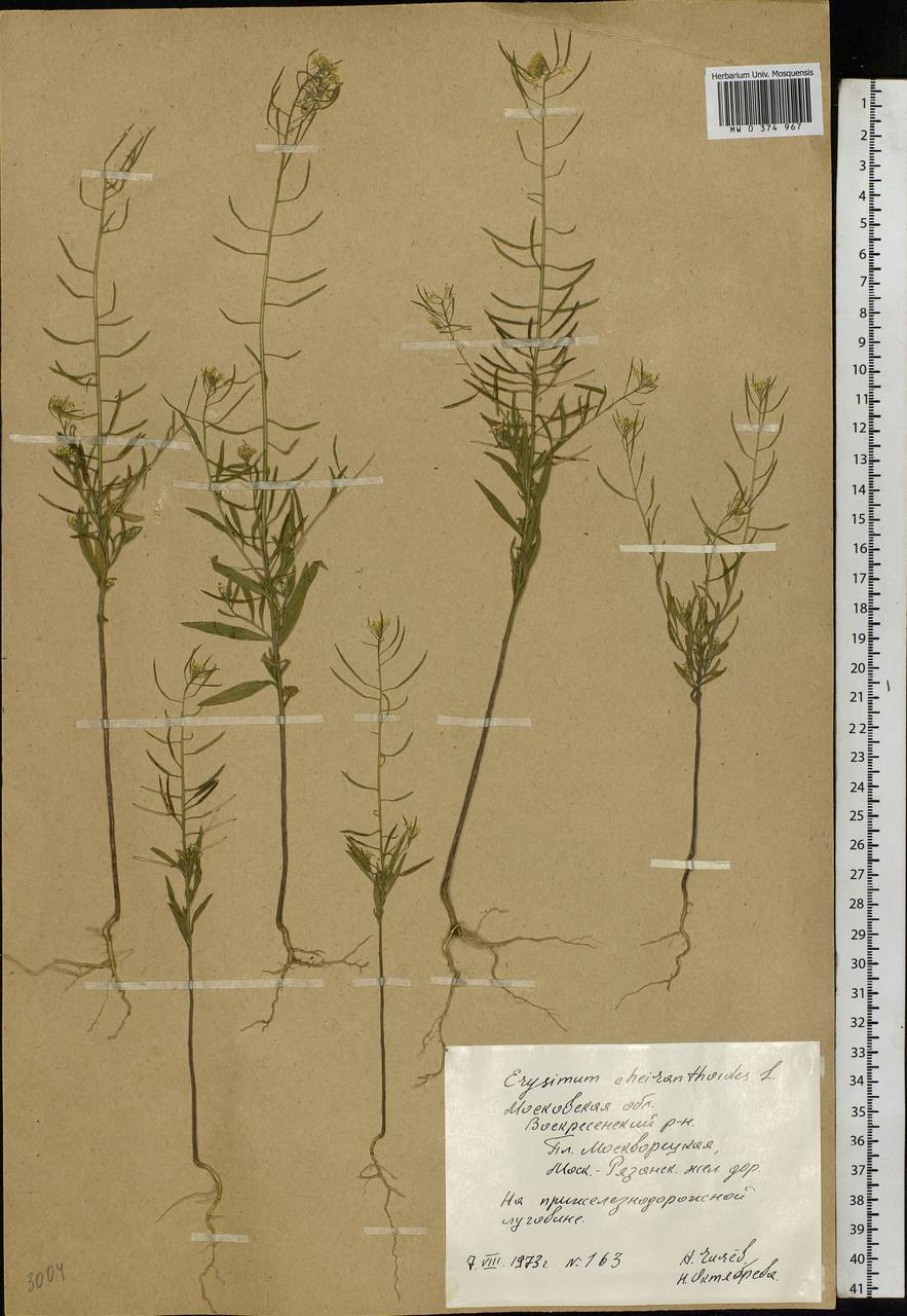 Erysimum cheiranthoides L., Eastern Europe, Moscow region (E4a) (Russia)