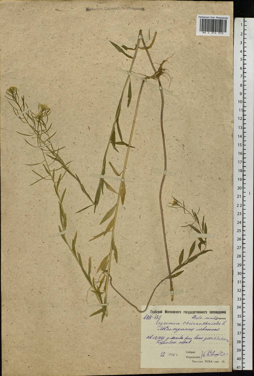 Erysimum cheiranthoides L., Eastern Europe, Moscow region (E4a) (Russia)