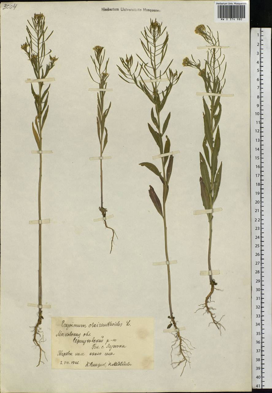 Erysimum cheiranthoides L., Eastern Europe, Moscow region (E4a) (Russia)